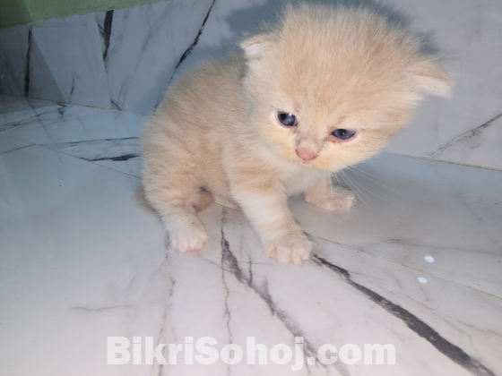 Traditional persian exotic bloodline (booking)